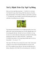 Xử Lý Bệnh Trên Cây Ngô Vụ Đông pot