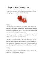 Trồng Cà Chua Vụ Đông Xuân docx