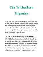 Cây Trichathera Gigantea pot