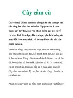 Cây cẩm cù pot