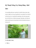 Kỹ Thuật Trồng Cây Mướp Đắng - Khổ Qua ppt