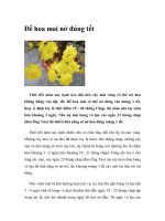 Để hoa mai nở đúng tết pot