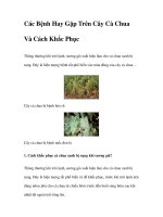 Các Bệnh Hay Gặp Trên Cây Cà Chua Và Cách Khắc Phục pdf