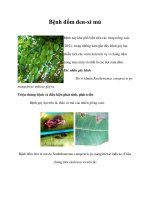 Bệnh đốm đen-xì mủ doc