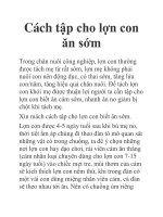 Cách tập cho lợn con ăn sớm pot