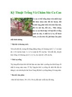 Kỹ Thuật Trồng Và Chăm Sóc Ca Cao pot
