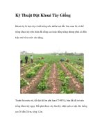 Kỹ Thuật Đặt Khoai Tây Giống ppt