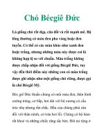 Chó Bécgiê Đức ppt