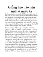 Giống heo nào nên nuôi ở nước ta potx