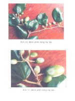 Cây táo part 9 pptx