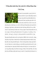Trồng đậu nành thay lúa xuân hè ở đồng bằng sông Cửu Long docx