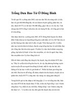 Trồng Dưa Bao Tử Ở Đông Bình potx