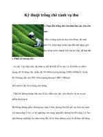 Kỹ thuật trồng chè cành vụ thu doc