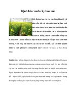 Bệnh héo xanh cây hoa cúc pot