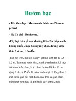 Bướm bạc pot
