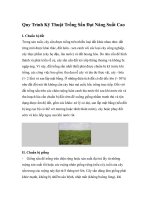 Quy Trình Kỹ Thuật Trồng Sắn Đạt Năng Suất Cao pdf