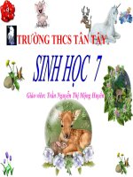 Da dạng của lớp thú