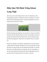 Hiệu Quả Mô Hình Trồng Khoai Lang Nhật docx