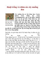 thuật trồng và chăm sóc cây muồng đen potx