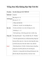 Trồng Dưa Hấu Không Hạt Mặt Trời Đỏ pot