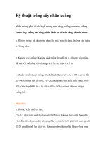 Kỹ thuật trồng cây nhãn xuồng ppt