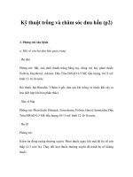 Kỹ thuật trồng và chăm sóc dưa hấu (p2) docx