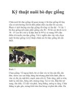 Kỹ thuật nuôi bò đực giống ppt