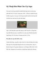 Kỹ Thuật Bón Phân Cho Cây Sapo potx