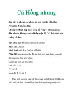Cá Hồng nhung potx