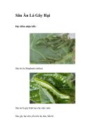 Sâu Ăn Lá Gây Hại pdf