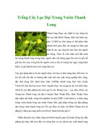 Trồng Cây Lạc Dại Trong Vườn Thanh Long docx