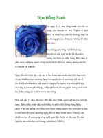 Hoa Hồng Xanh pdf