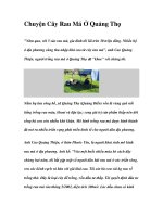 Chuyện Cây Rau Má Ở Quảng Thọ doc