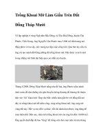 Trồng Khoai Mỡ Làm Giầu Trên Đất Đồng Tháp Mười ppt