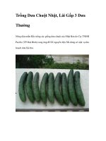 Trồng Dưa Chuột Nhật, Lãi Gấp 3 Dưa Thường pptx