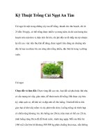 Kỹ Thuật Trồng Cải Ngọt An Tàn potx