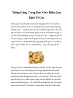 Trồng Gừng Trong Bao Nilon Hiệu Quả Kinh Tế Cao pdf