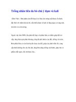 Trồng nhãn tiêu da bò chú ý đạm và kali(Dân Việt) pptx