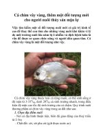 Cá chim vây vàng, thêm một đối tượng mới cho người nuôi thủy sản mặn lợ doc