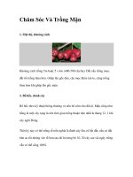 Chăm Sóc Và Trồng Mận docx