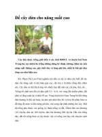 Ðể cây dừa cho năng suất cao pot