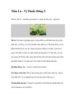 Thìa Là - Vị Thuốc Đông Y pot