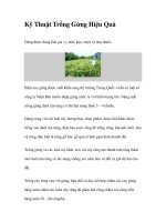 Kỹ Thuật Trồng Gừng Hiệu Quả potx