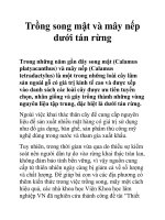 Trồng song mật và mây nếp dưới tán rừng docx