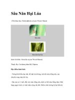 Sâu Năn Hại Lúa pptx