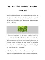 Kỹ Thuật Trồng Nho Rượu Giống Nho Làm Rượu doc