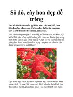 Sô đỏ, cây hoa đẹp dễ trồng pdf