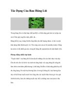 Tác Dụng Của Rau Húng Lũi pot