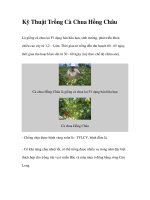 Kỹ Thuật Trồng Cà Chua Hồng Châu ppt