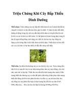 Triệu Chứng Khi Cây Bắp Thiếu Dinh Dưỡng docx